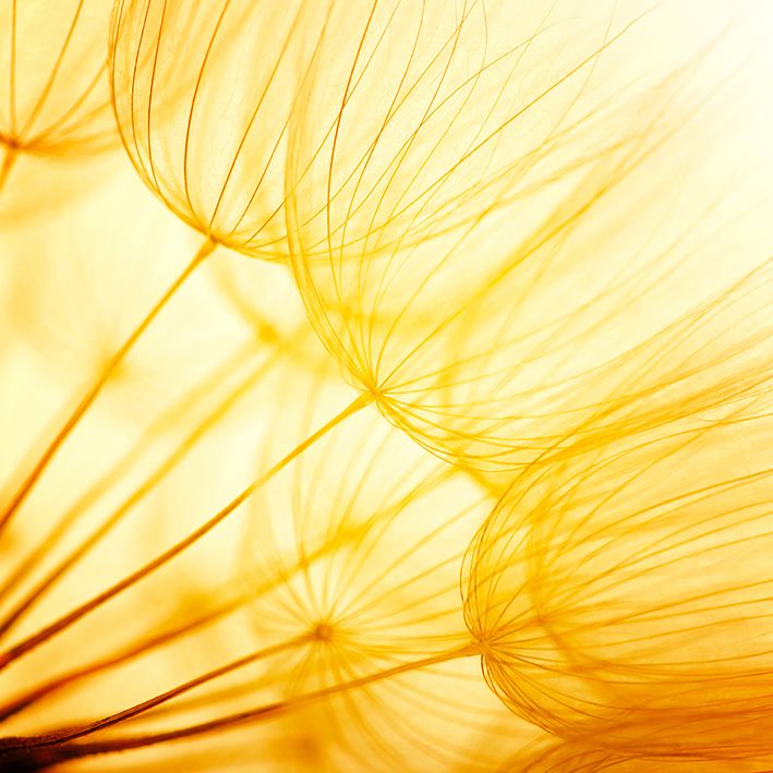 baskılı fon perde altın güneş ışığında karahindiba tohum desenli 