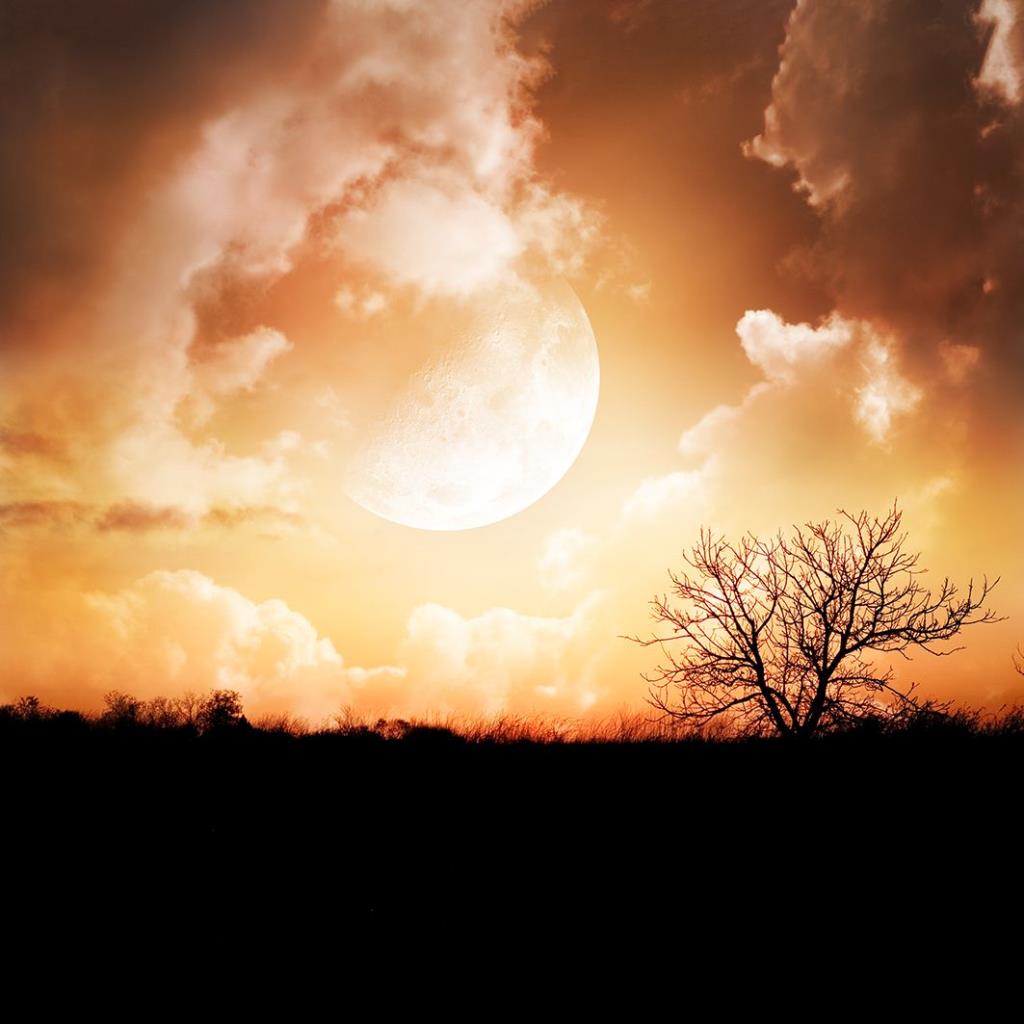 baskılı fon perde ay ışığı gece ağaç manzara desenli