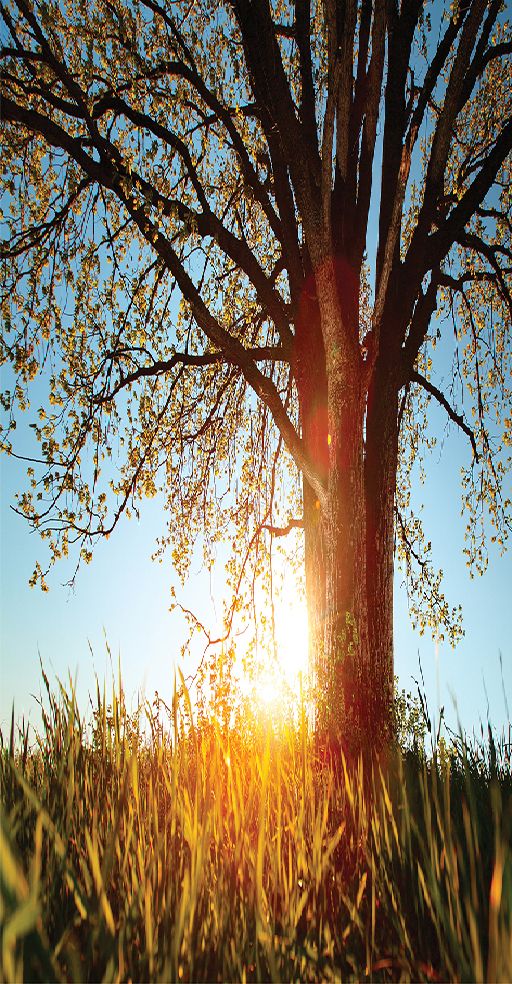 baskılı tekli fon perde bahar gün doğumu ağaç güneş huzur manzaralı