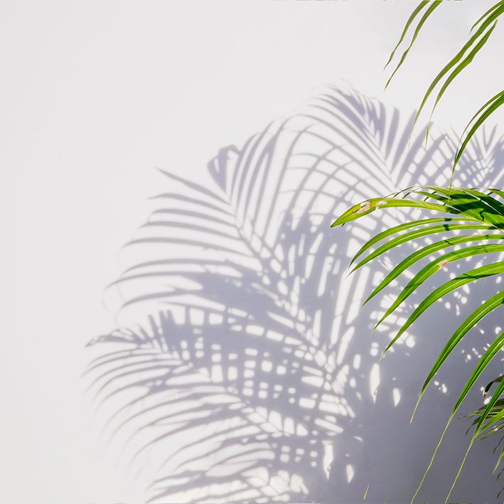 baskılı fon perde beyaz duvarda palmiye yaprak gölge desenli