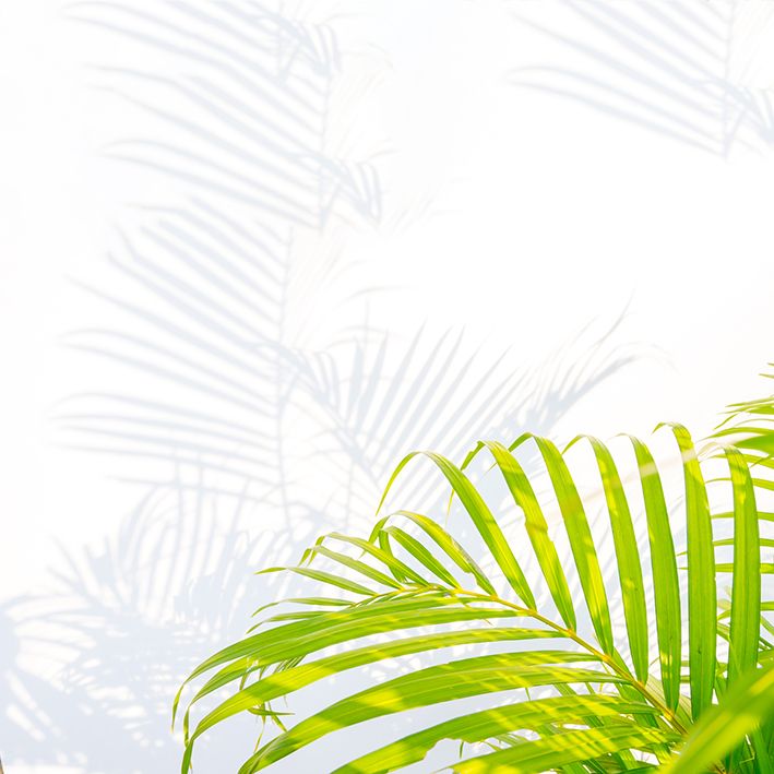baskılı fon perde beyaz duvarda palmiye yaprak gölge desenli
