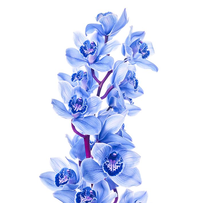 baskılı fon perde beyaz zemin üzerine ortada dallı mavi orkide desenli
