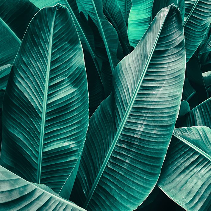 baskılı fon perde birleşmiş koyu yeşil renkte palmiye desenli