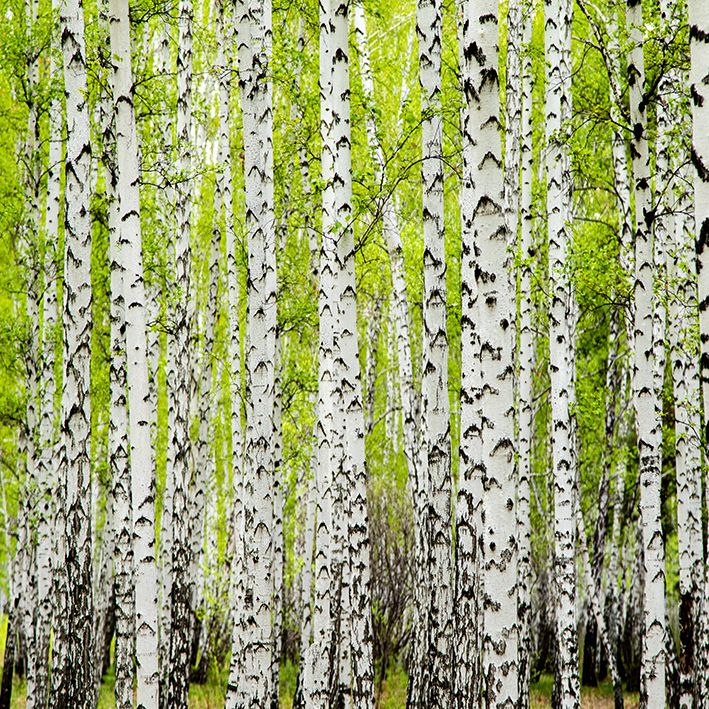 baskılı fon perde doğa ağaç yeşil yaprak desenli
