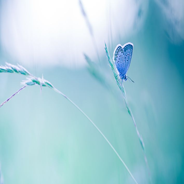 baskılı fon perde doğa manzaralı mavi renkli kelebek desenli