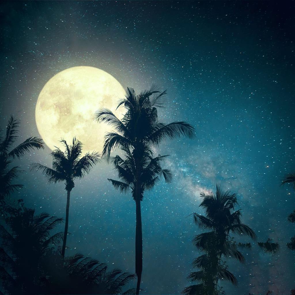 baskılı fon perde gece gökyüzü ışıltılı ay palmiye dal desenli 