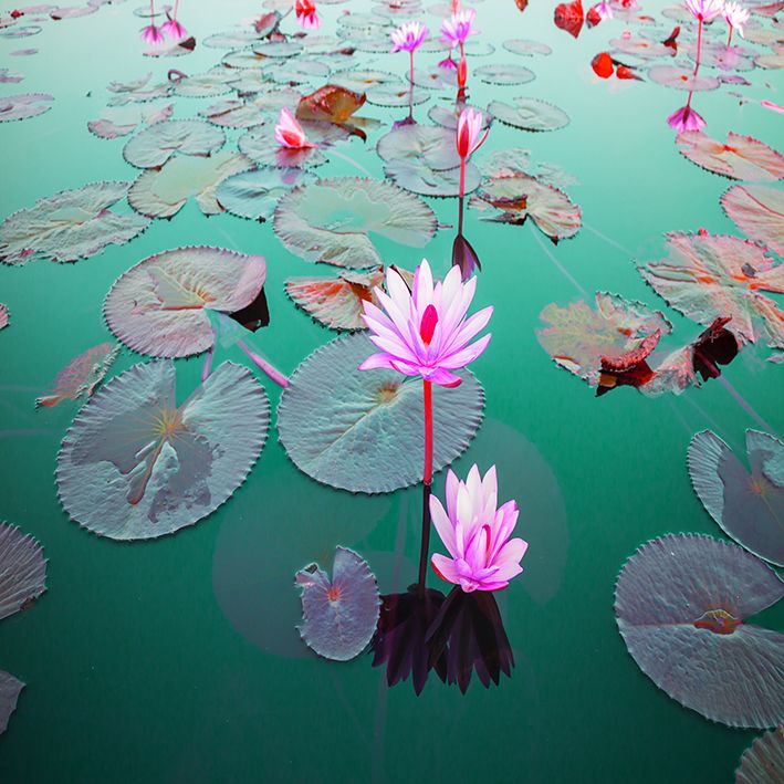 baskılı fon perde göl etkili pembe çiçek desenli 