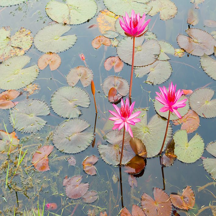 baskılı fon perde göl manzaralı lotus çiçek desenli