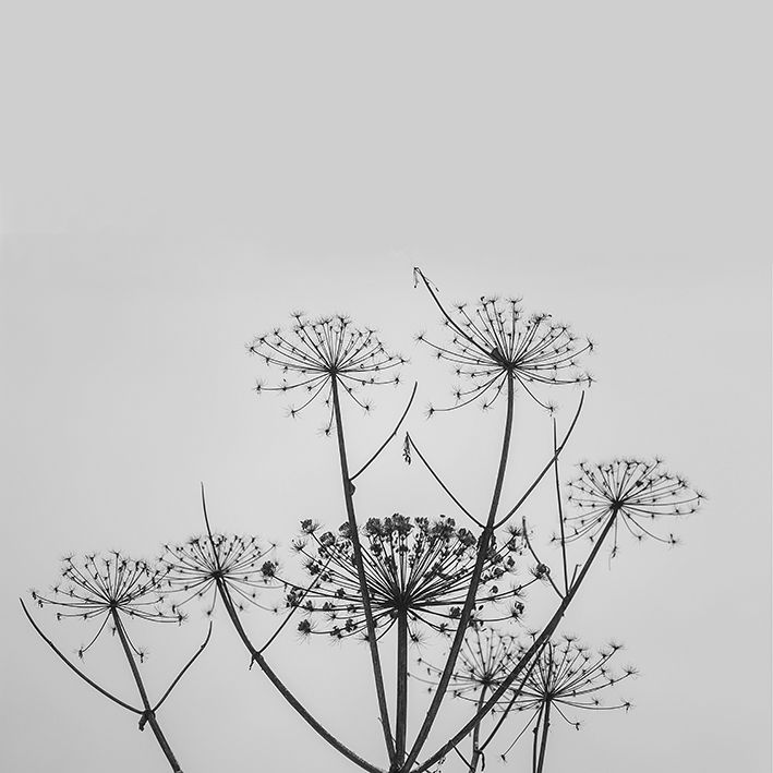 baskılı fon perde gri arka plan kır çiçeği desenli siyah