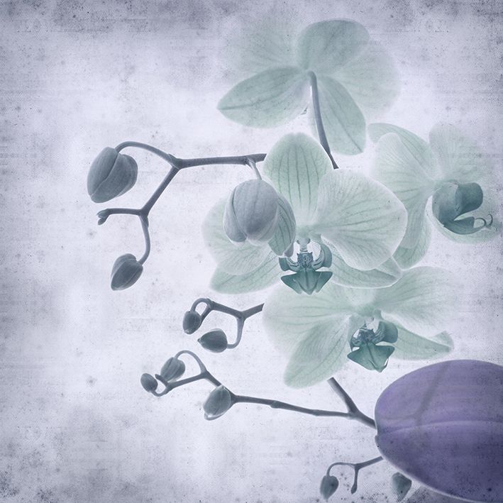 baskılı fon perde gri dumanlı yumuşak odaklı dal orkide desenli