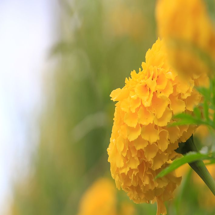baskılı fon perde güneş ışığı manzaralı sarı renkte çiçek desenli