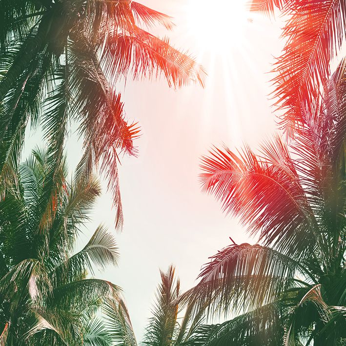 baskılı fon perde güneş yansımalı palmiye ağaçları desenli