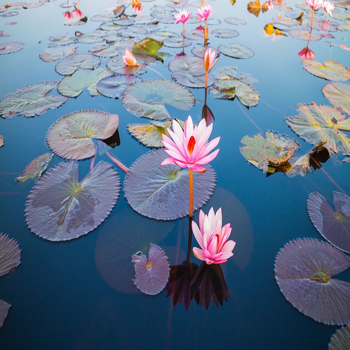 baskılı fon perde güzel lotus çiçeği açık desenli