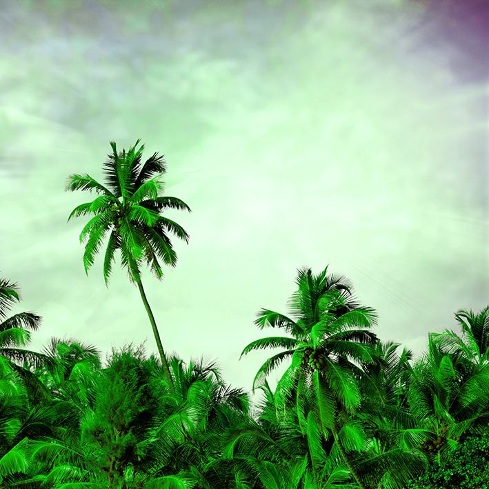 baskılı fon perde hindistan cevizi ağacı gökyüzü desenli yeşil