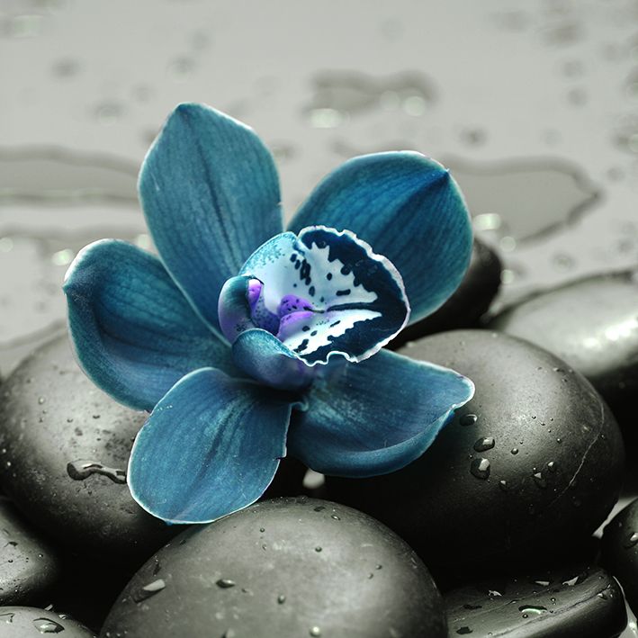 baskılı fon perde ıslak taş üzerine mavi orkide çiçek desenli