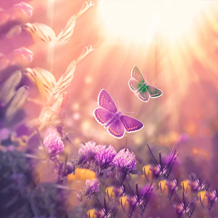 baskılı fon perde kırda güneşe uçan kelebek desenli