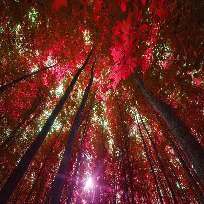 baskılı fon perde kırmızı ağaç etkili yaprak ve ışık desenli