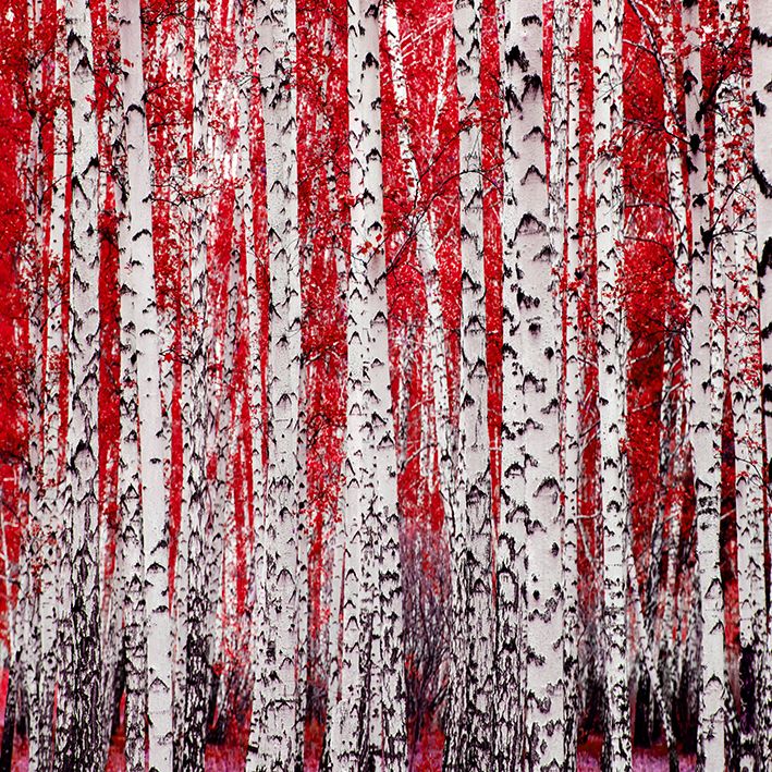 baskılı fon perde kırmızı huş ağacı ormanı desenli