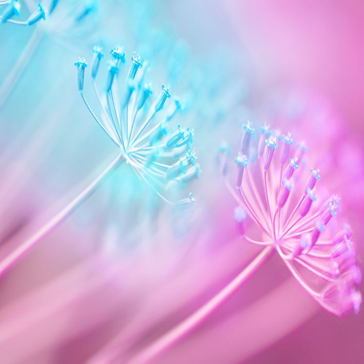 baskılı fon perde lila mavi etkili karahindiba çiçek desenli 