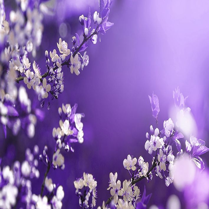 baskılı fon perde lila zemin üzerine çiçekli bahar dalları desenli 