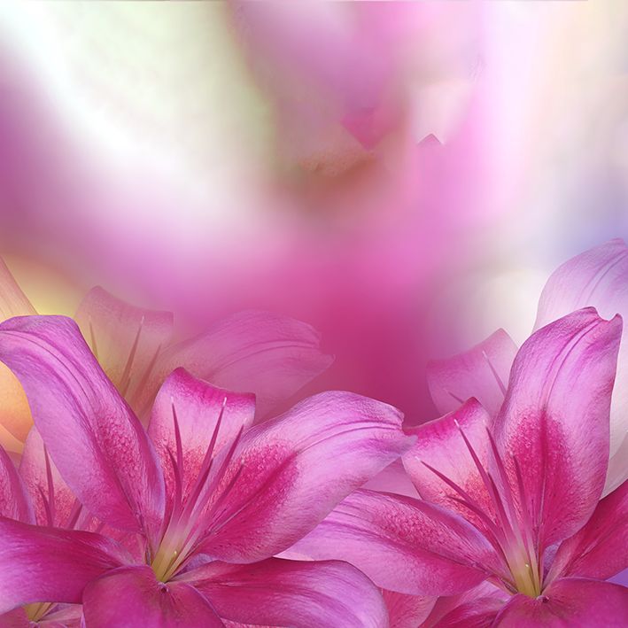 baskılı fon perde lilyum çiçeği pembe mor arka plan desenli