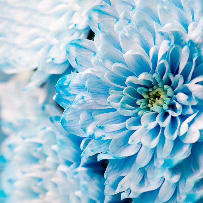 baskılı fon perde mavi kasımpatı çiçekli desenli