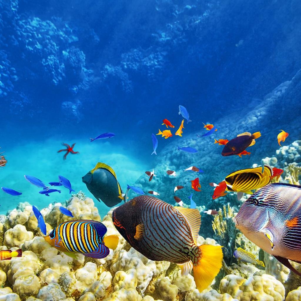 Okyanus Renkli Balık Deseni Fon Perde | hengehome.com | hengehome.com