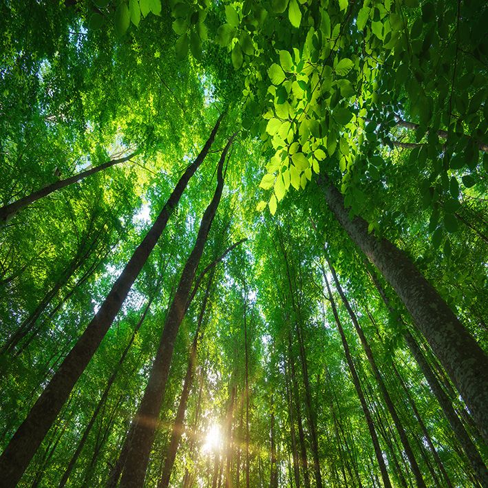 baskılı fon perde orman etkili güneş doğa desenli yeşil