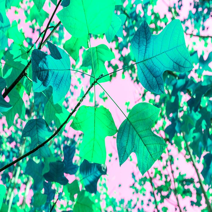 baskılı fon perde pembe zemin yeşil akça ağaç yaprak desenli