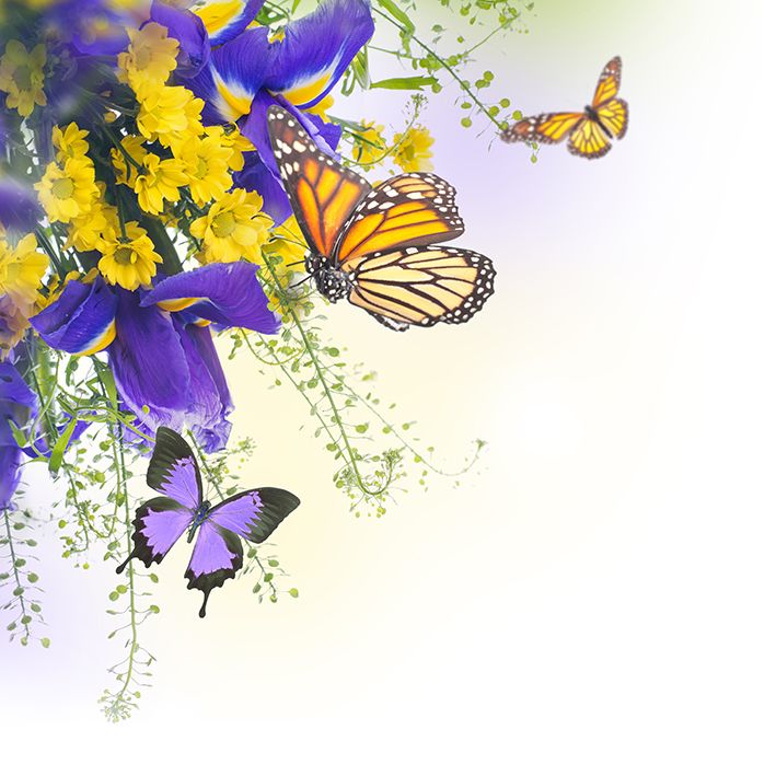 baskılı fon perde sarı papatya mor çiçek kelebek desenli