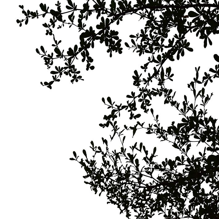 baskılı fon perde siyah arka plan ağaç yaprakları siluet desenli