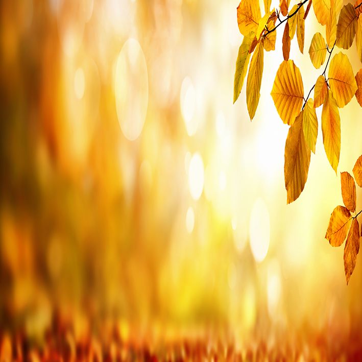 baskılı fon perde sonbahar manzaralı kayın ağaçlı desenli