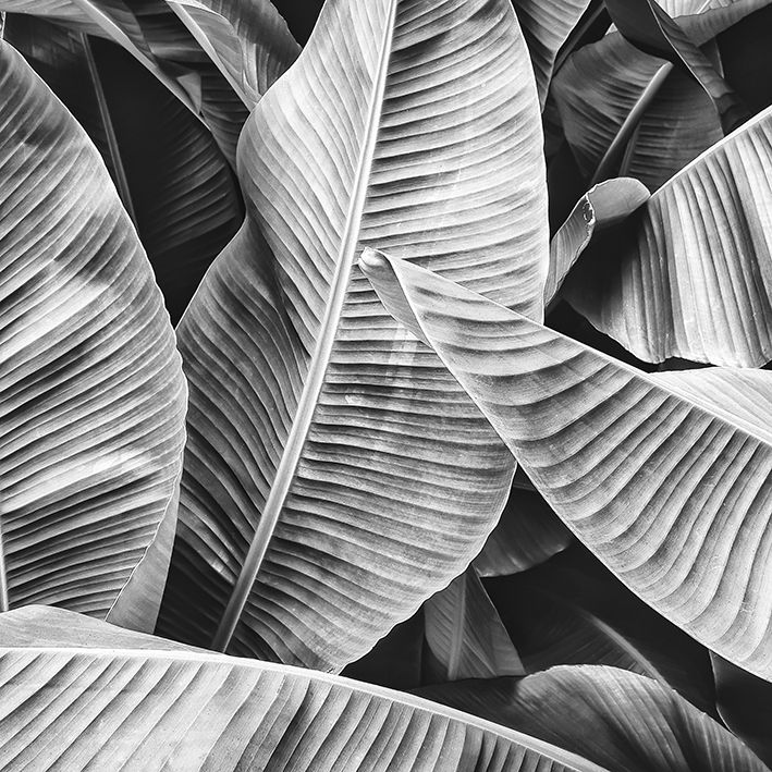 baskılı fon perde tropikal orman palmiye yaprak desenli