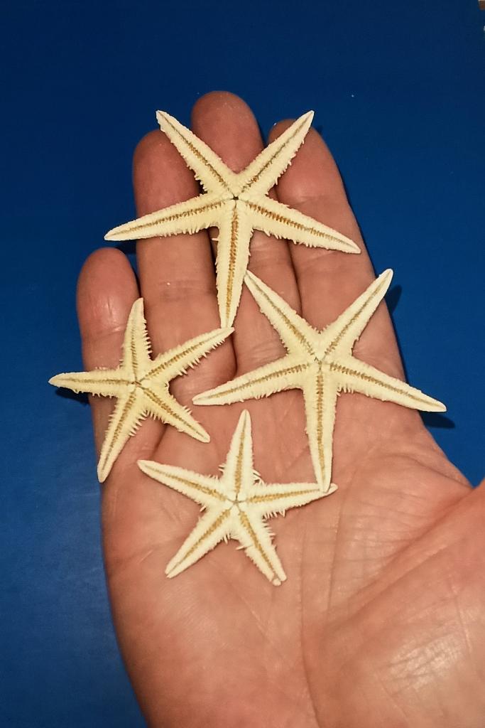 10 Adet Gerçek Deniz Yıldızı