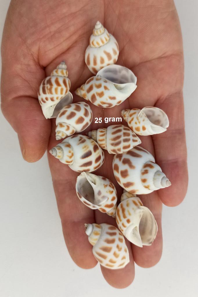 Junonia Shell 25 Gram Deniz Kabukları 460