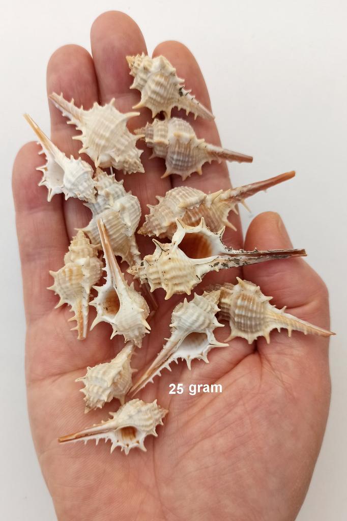 25 Gram Cabrits Murex Deniz Kabukları 465