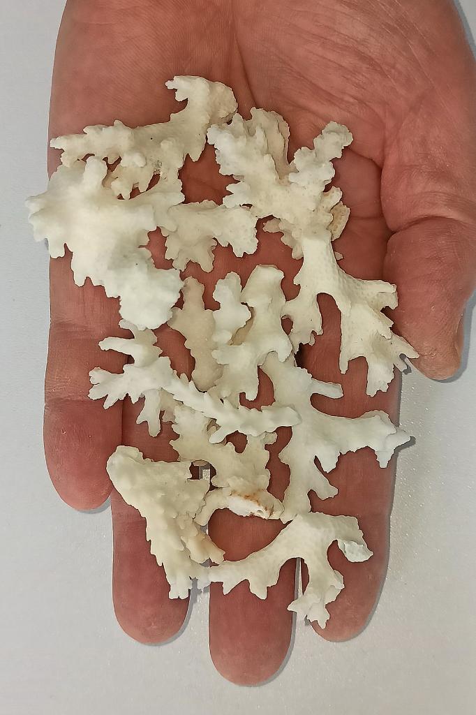 50 Gram Beyaz Mercan Küçük Parçalar 9BM